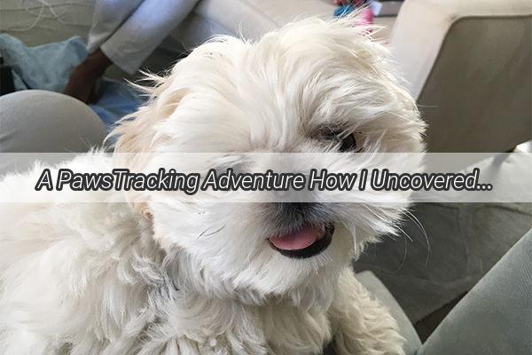 A PawsTracking Adventure How I Uncovered the Hidden Treasures of My Dogs World